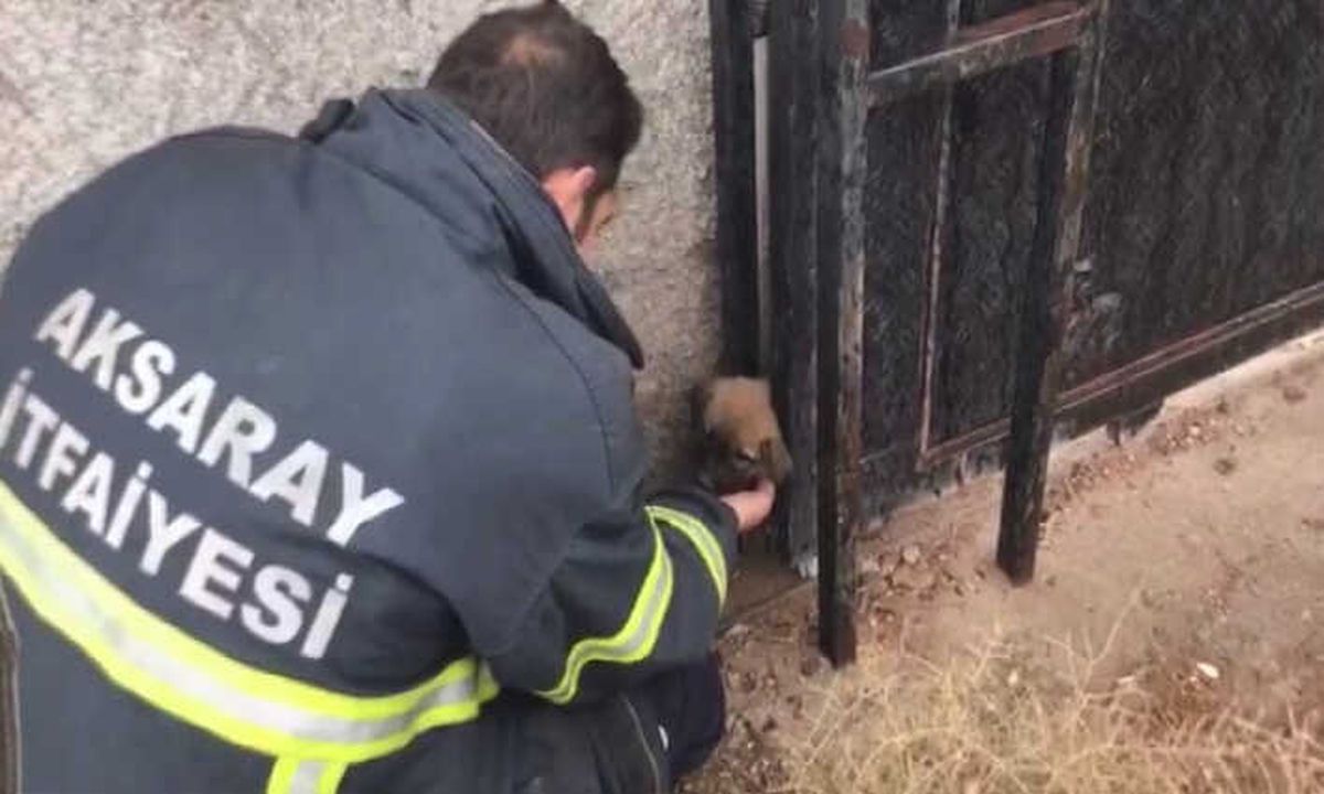 Kafası Kapı Arasına Sıkışan Köpek İtfaiye Tarafından Kurtarıldı