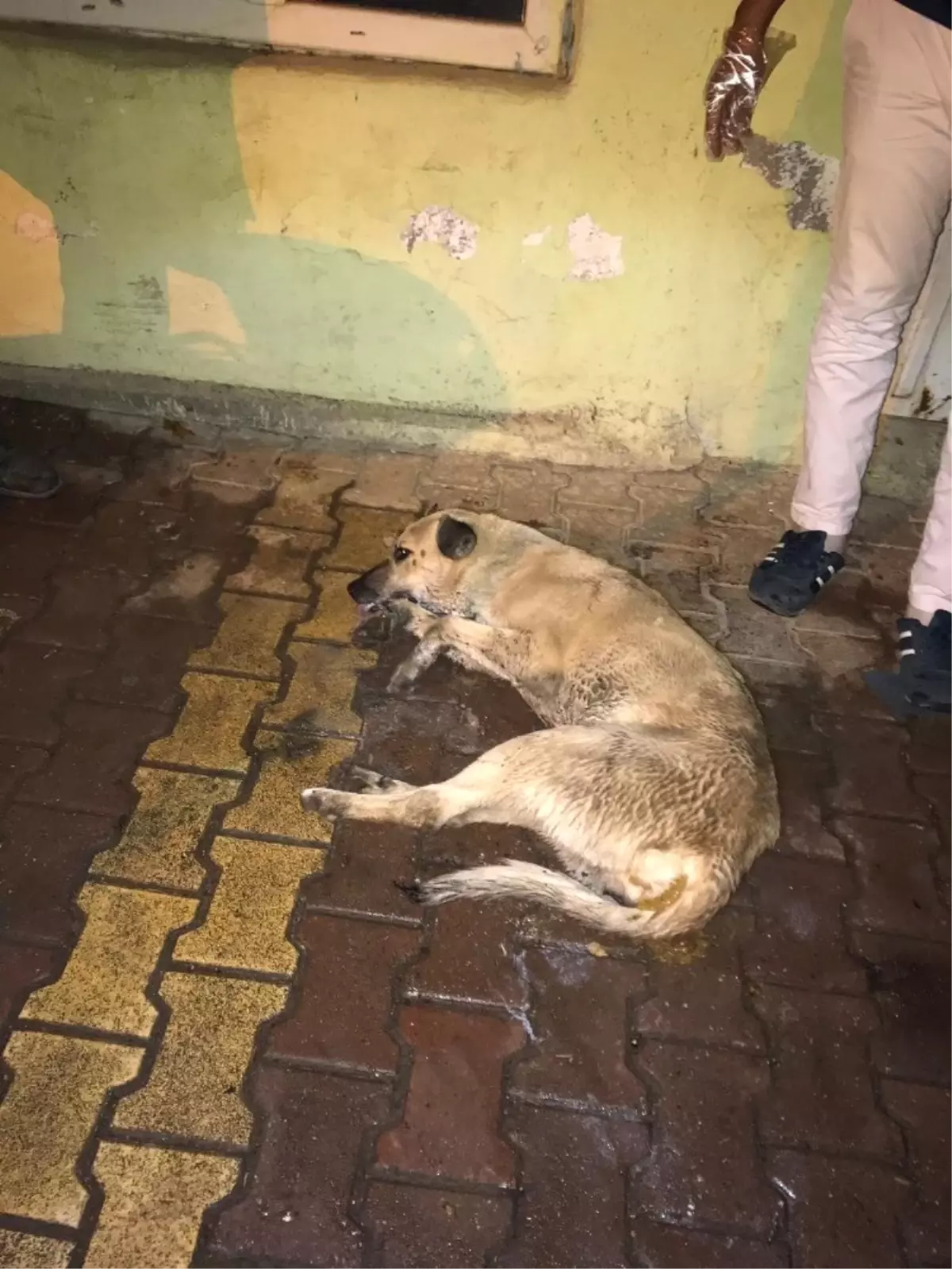 Sokak Köpekleri Telef Oldu