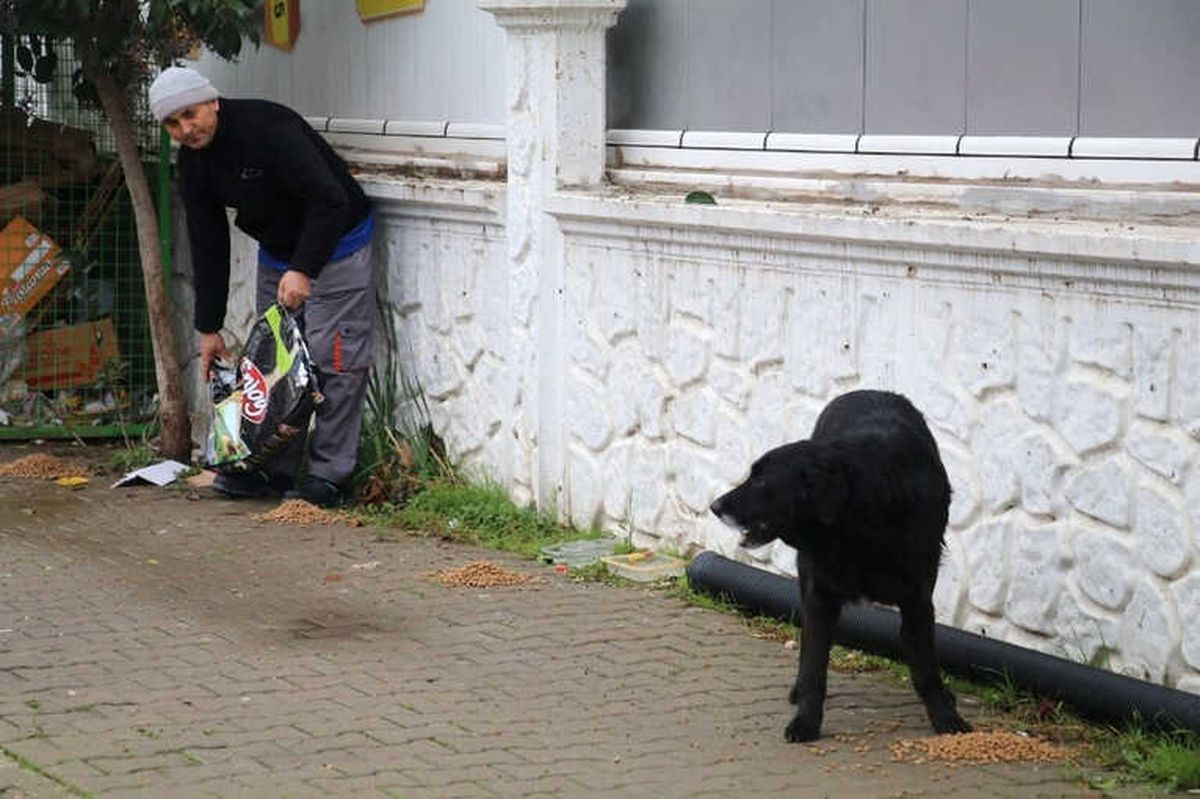 Yalova\'da Sokak Hayvanlarına Yiyecek Dağıtıldı