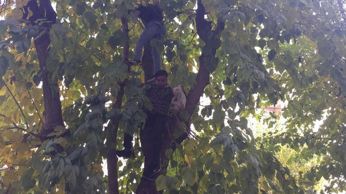 Ağaçta Mahsur Kalan Kedi İçin Esnaf Seferber Oldu