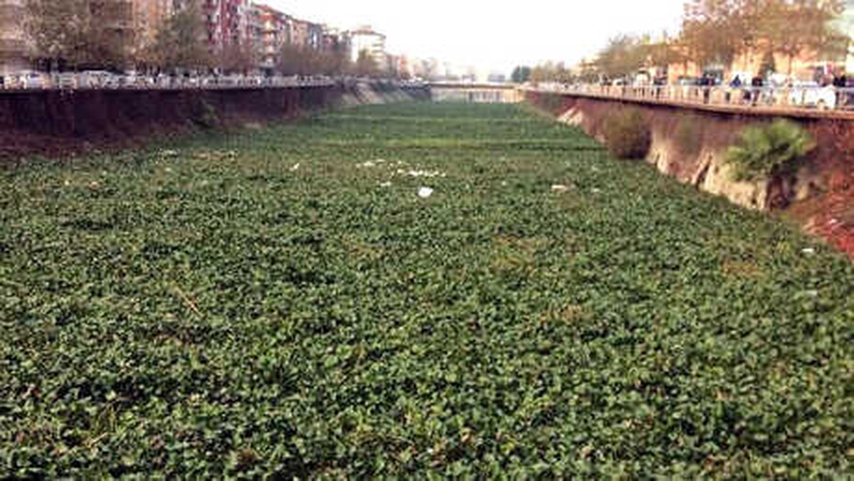 Asi Nehri\'nin Yüzeyi Su Sümbülüyle Kaplandı