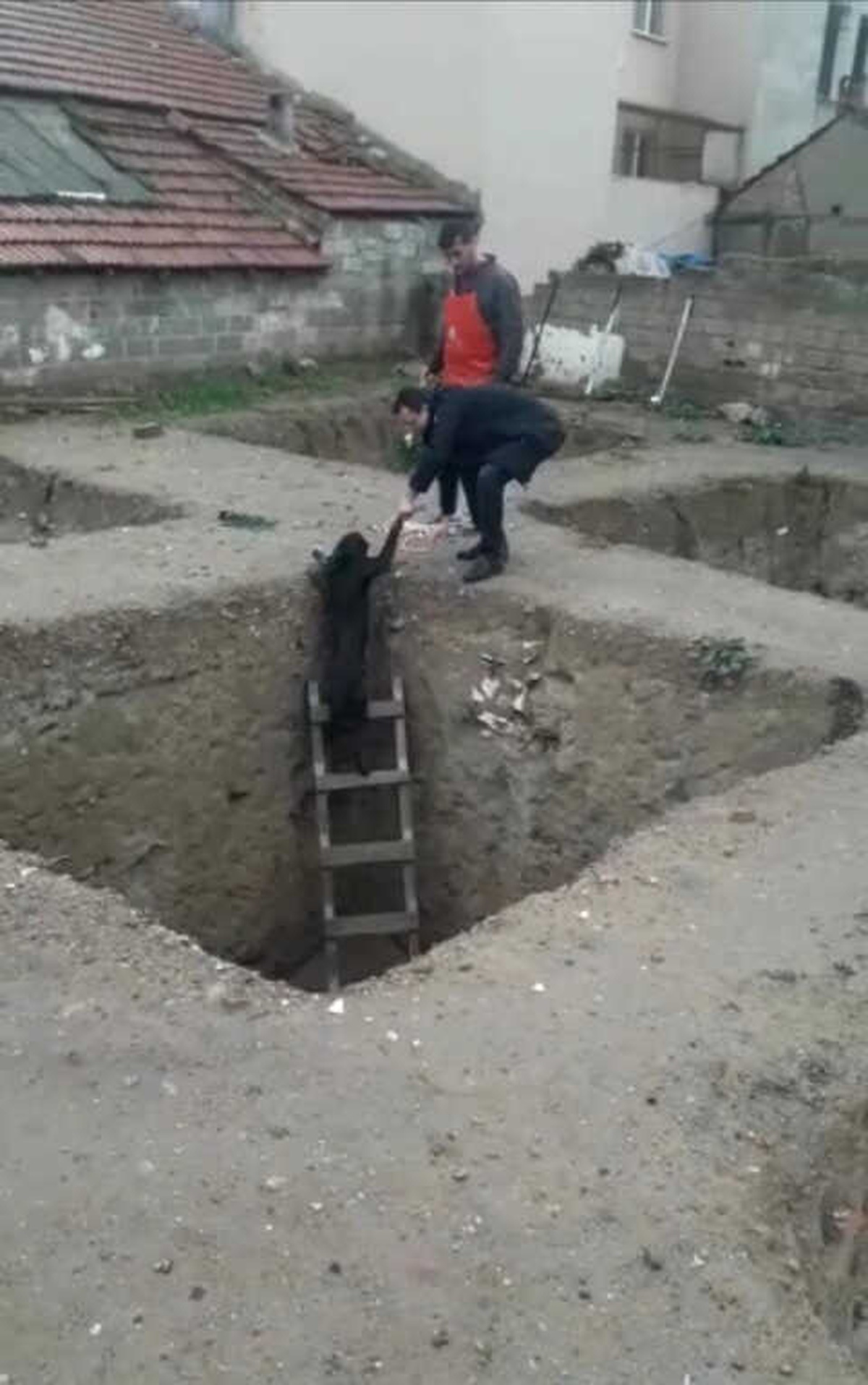 Çukura Düşen Köpeği Merdivenle Kurtardılar