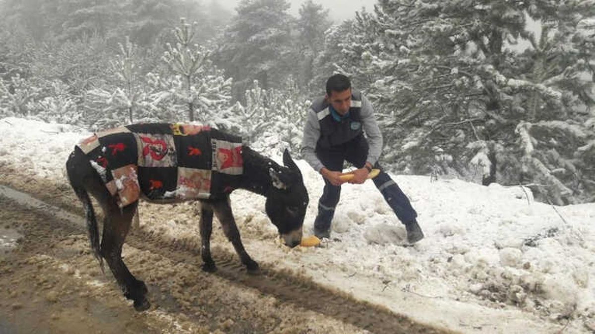 Demirci\'de Yabani Hayvanlara Yiyecek Bırakıldı