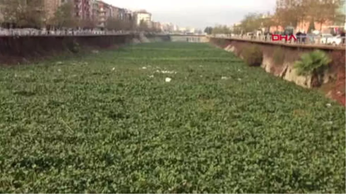 Hatay Asi Nehri\'ni \'Su Sümbülü\' İstila Etti