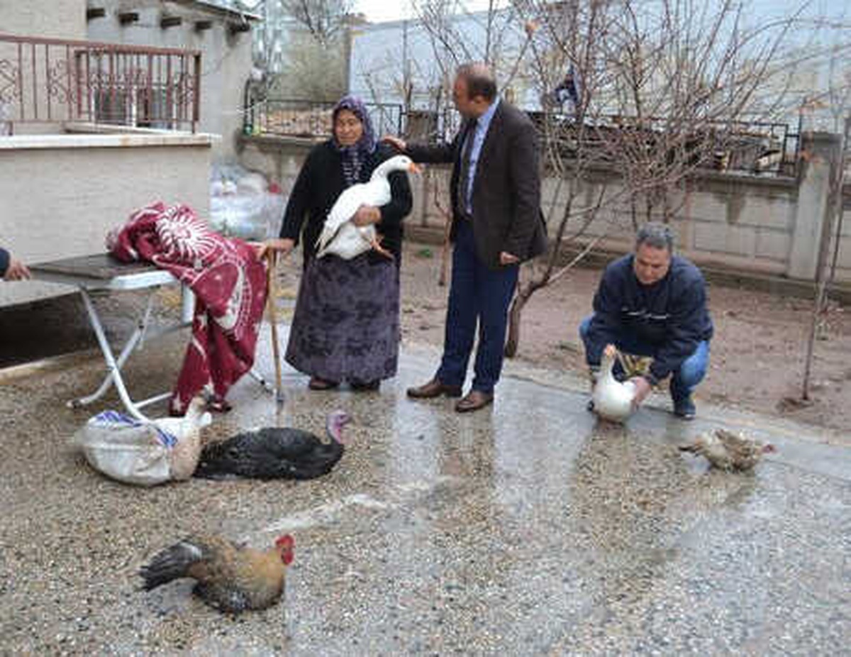 Hindileri Çalınan Kadına, Kanatlı Hayvan Hediye Ettiler