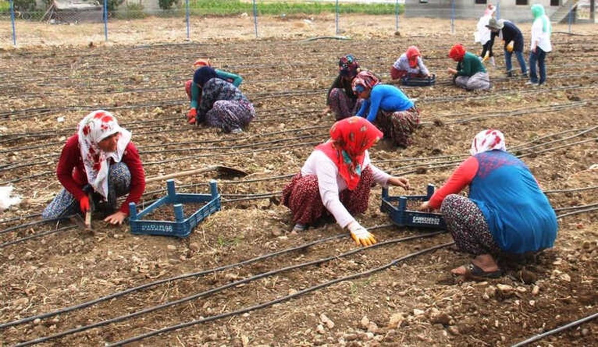 Kadın Çiftçiler Salep Üretecek