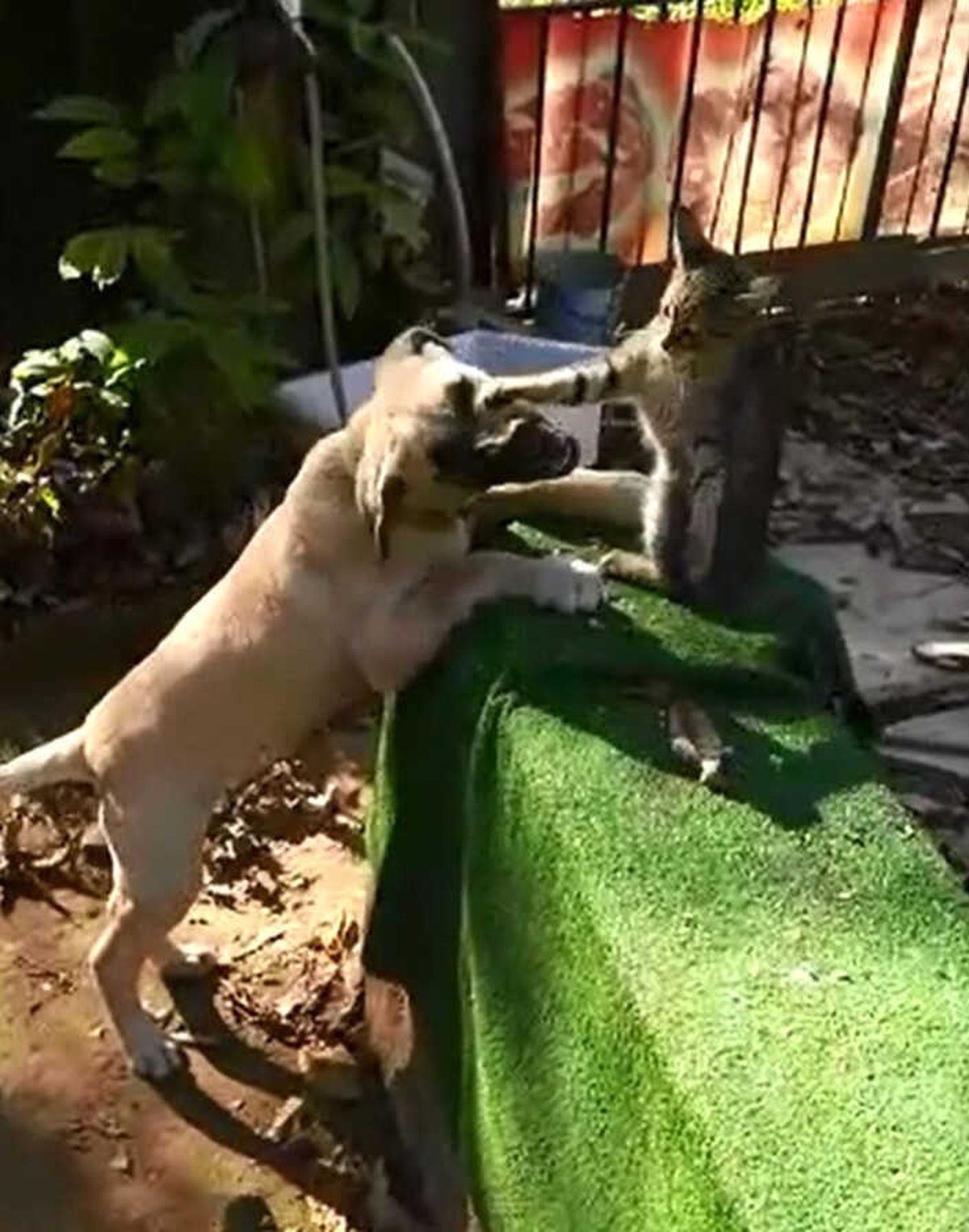 Kedi ile Köpeğin İnanılmaz Dostluğu