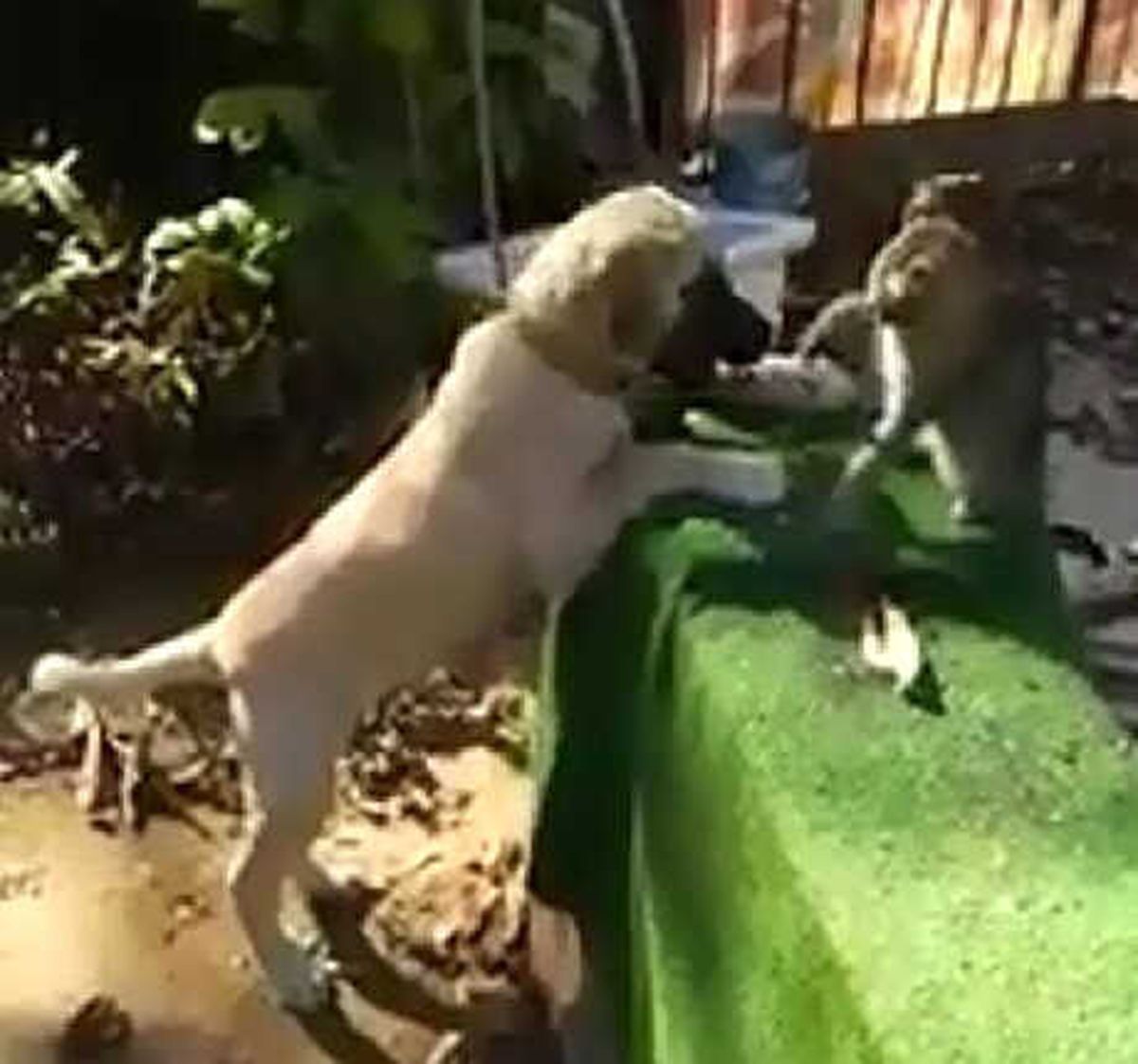 Kedi ile Köpeğin Oynadığı Görüntüler İlgi Gördü
