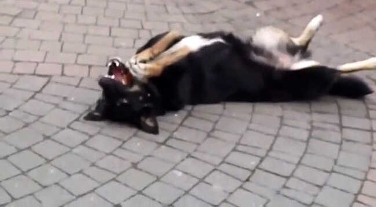 Köpeğin Simit Keyfi