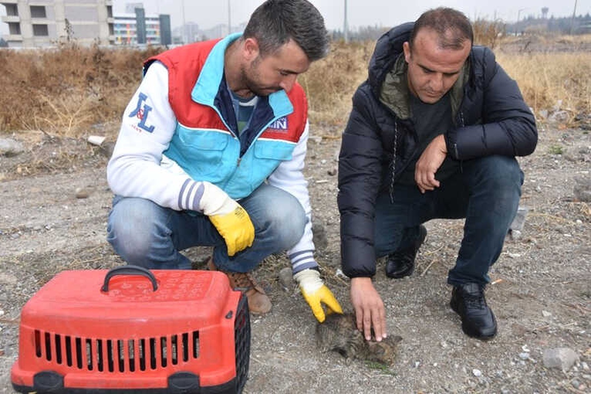 Küçük Dostlar Ambulansı Bin 516 Hayvana Müdahale Etti