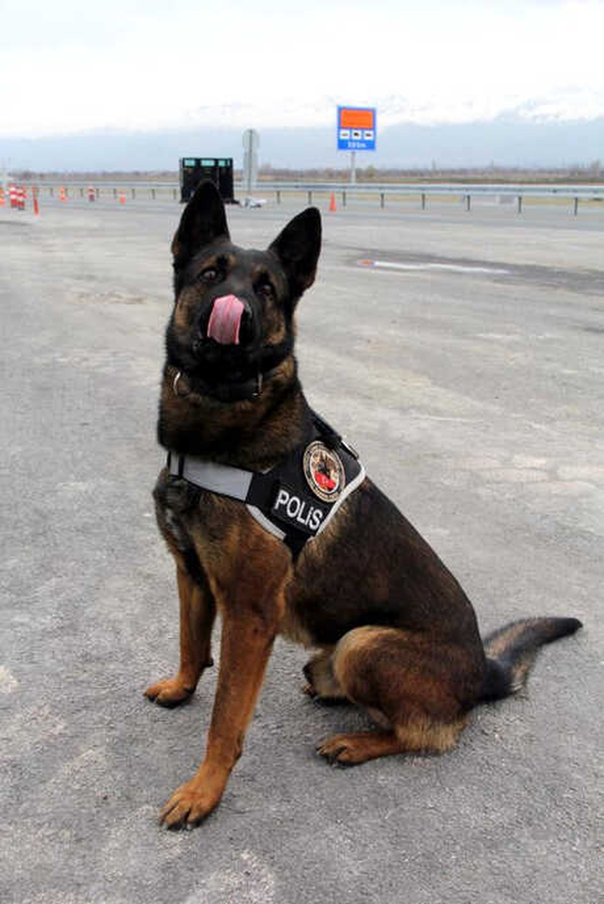 Narkotik Köpeği \'Odin\'in Büyük Başarısı