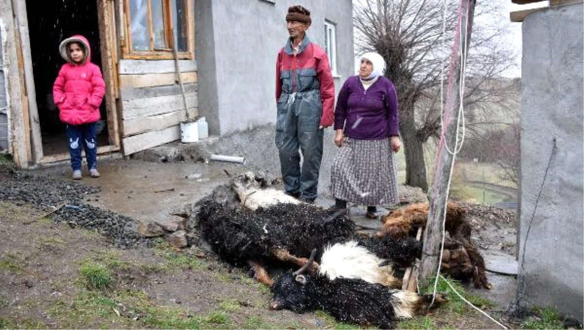 Sivas\'ta Koyun- Keçi Vebası Paniği