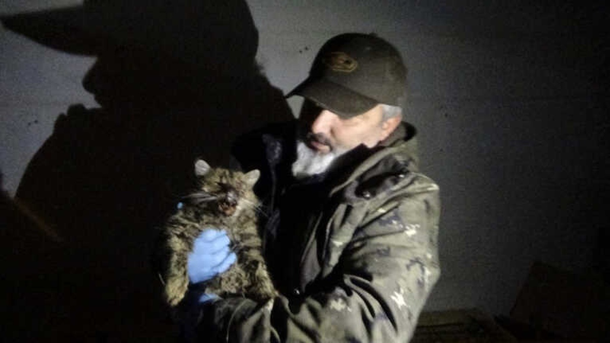 Yaralı Kedi İçin Gece Yarısı Seferberlik