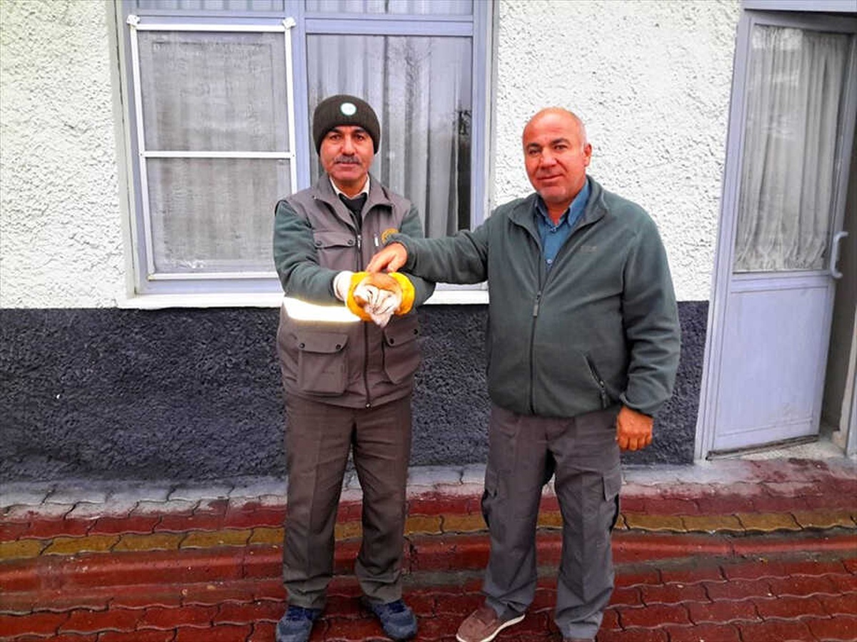 Yolda Bulunan Peçeli Baykuş Koruma Altına Alındı