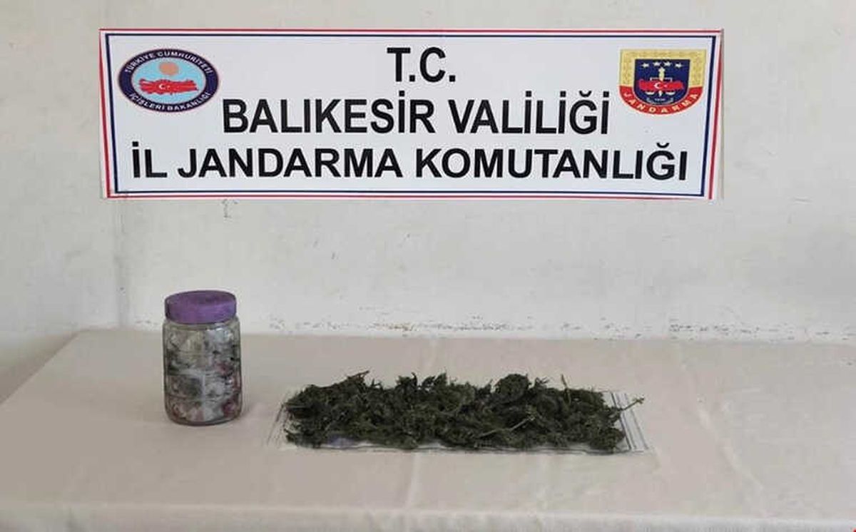 Zeytin Ağacından Uyuşturucu Çıktı