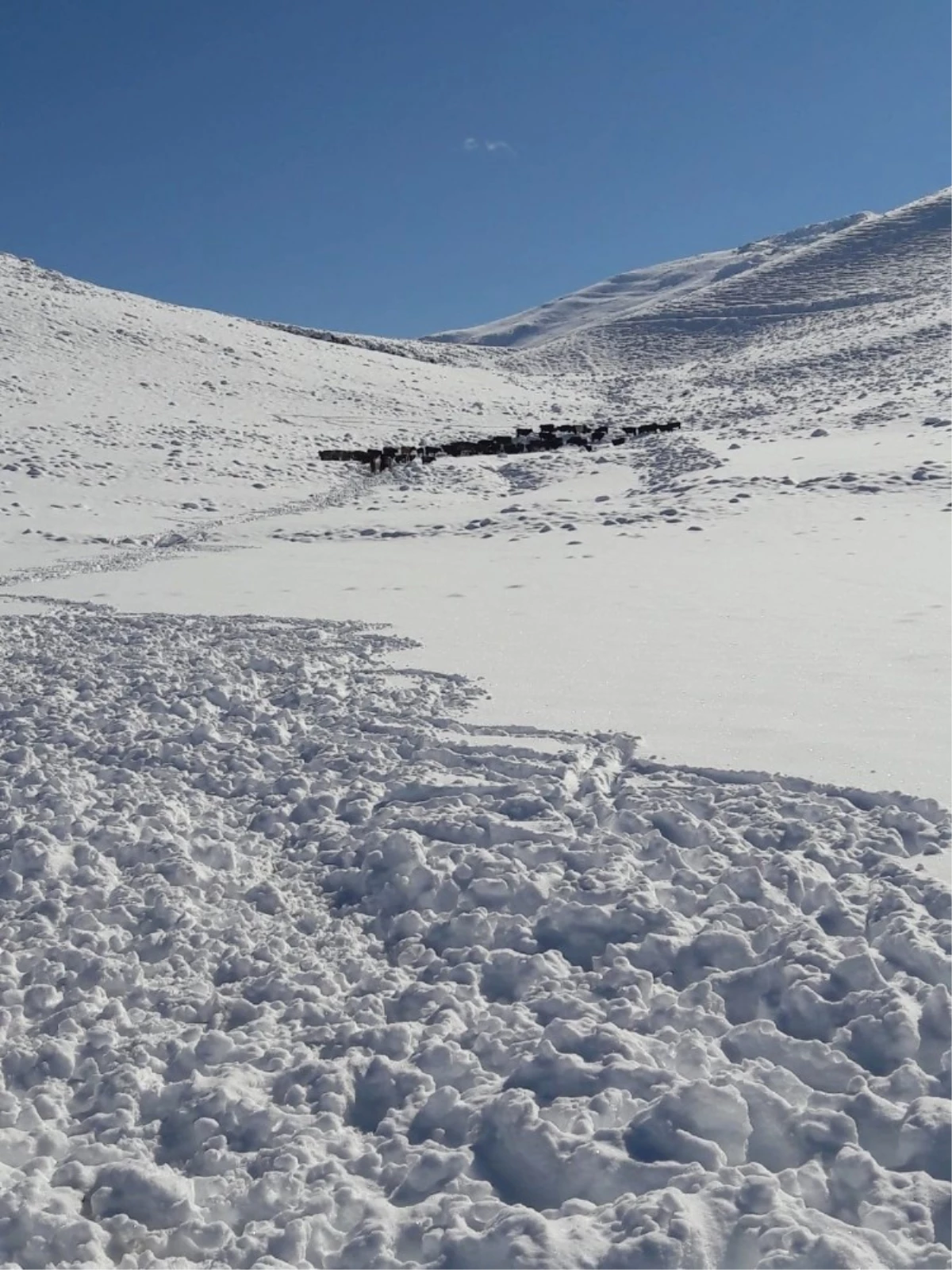 Antalya İmecik Beydağlarında Karda Mahsur Kalan 100 Büyükbaş Hayvan Kurtarıldı