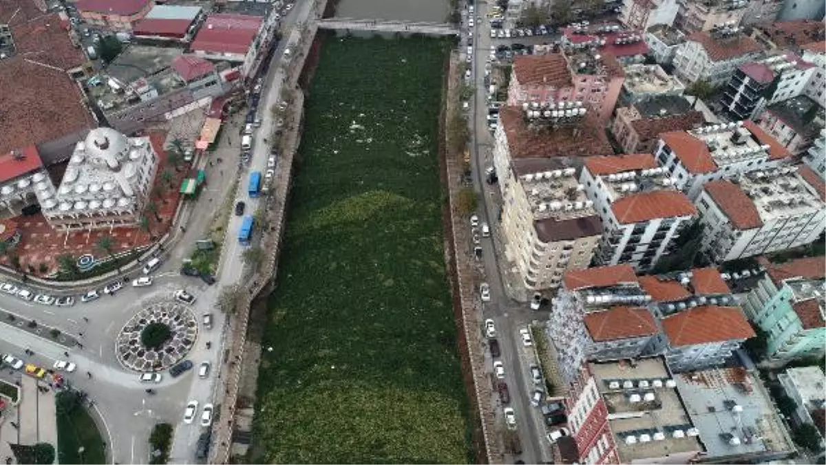 Asi Nehri, Su Sümbüllerinden Temizleniyor