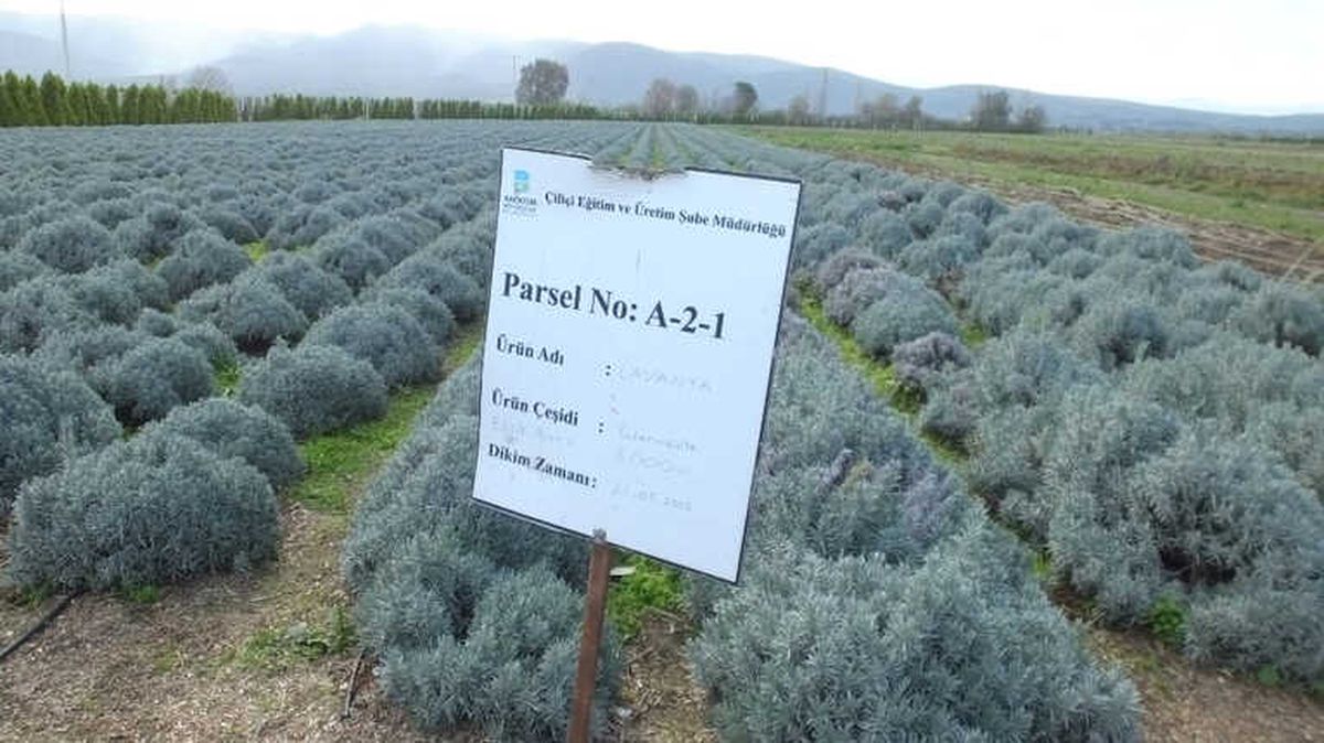 Burhaniye Tıbbi ve Aromatik Bitki Üretim Merkezi Oldu