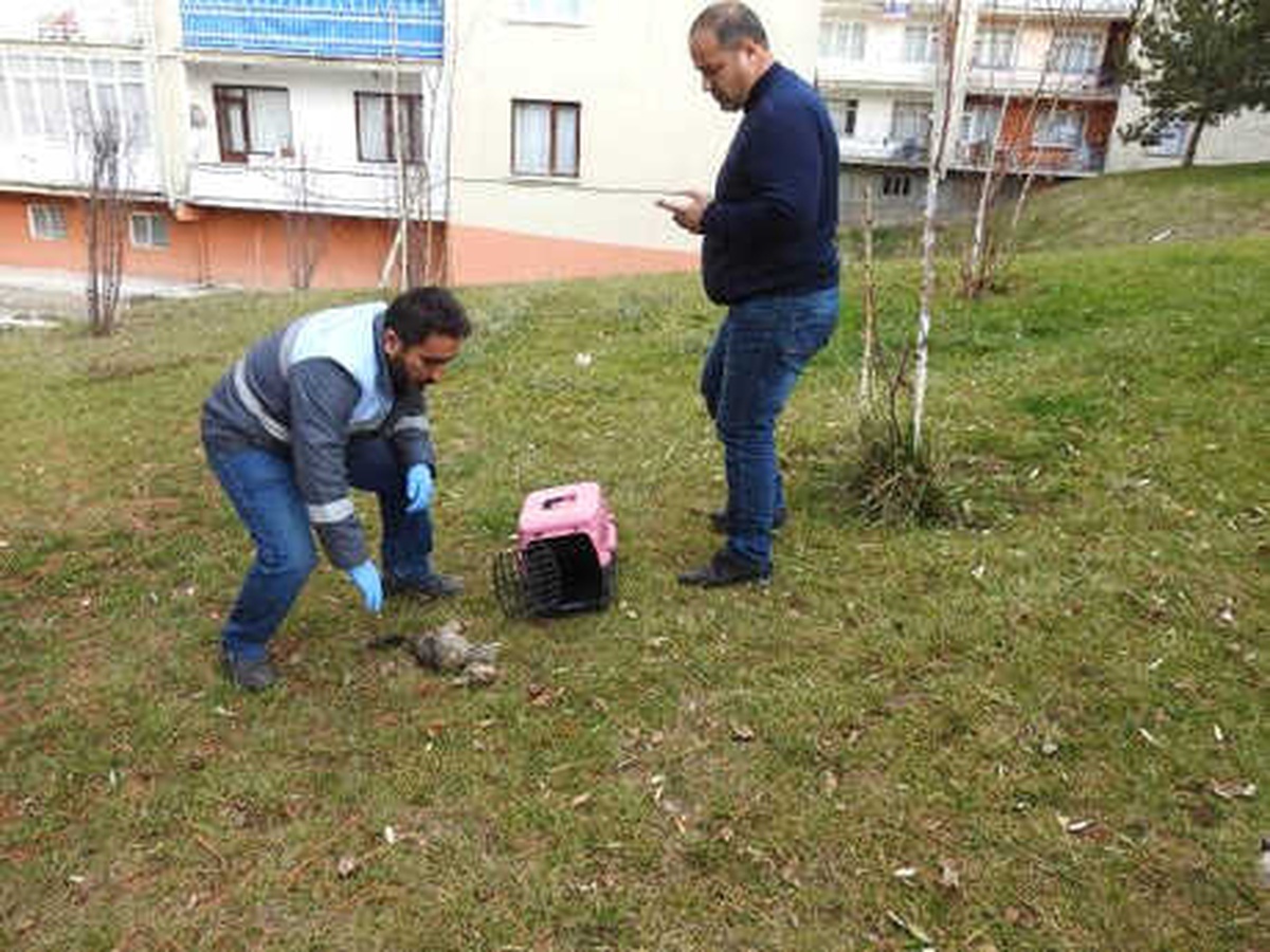 Çorum\'da Patileri Kesilmiş Yavru Kedi, Ölü Bulundu