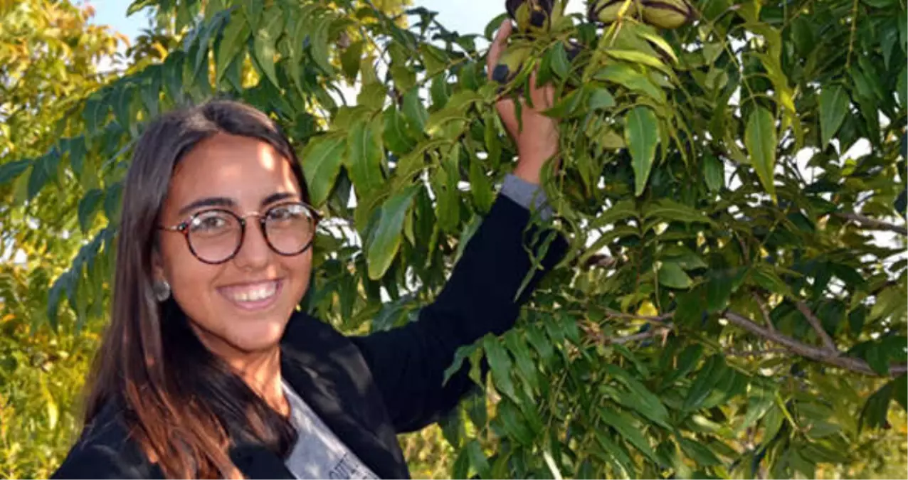 Sadece 14 İlde Üretimi Yapılabilen Pikan Cevizinin Kilosu 130 Liradan Satılıyor