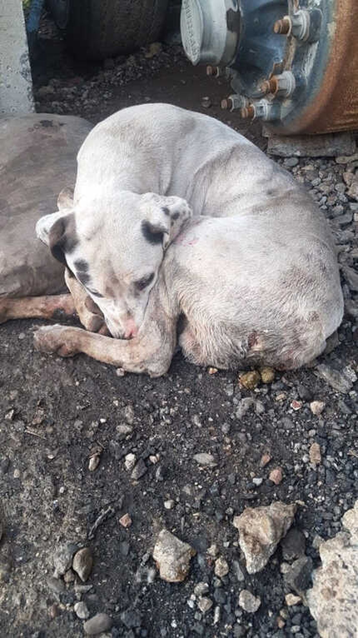 Yaralı Köpek Yardım Bekliyor