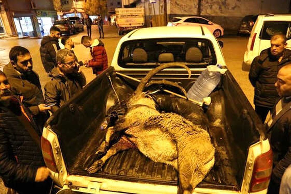Dağ Keçisini Vuran İki Şahıs Yakalandı