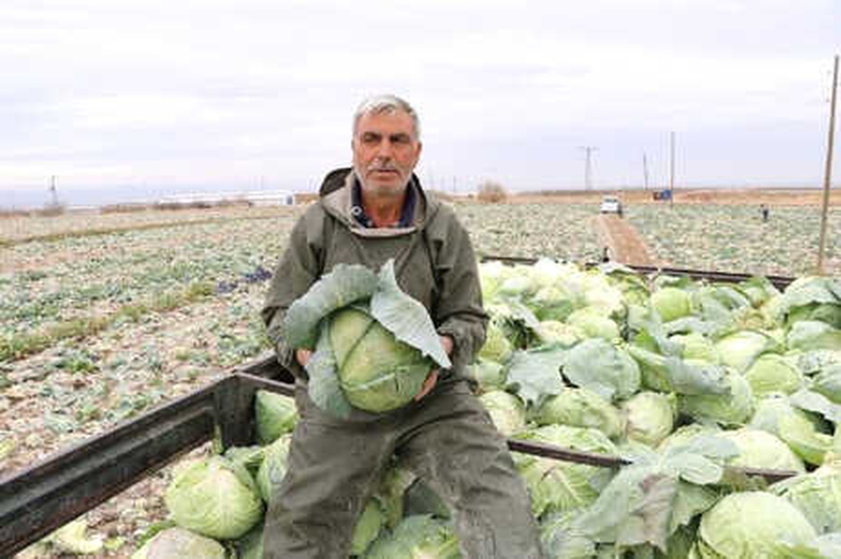 Niğde\'de Lahana Rekoltesi Yüz Güldürdü