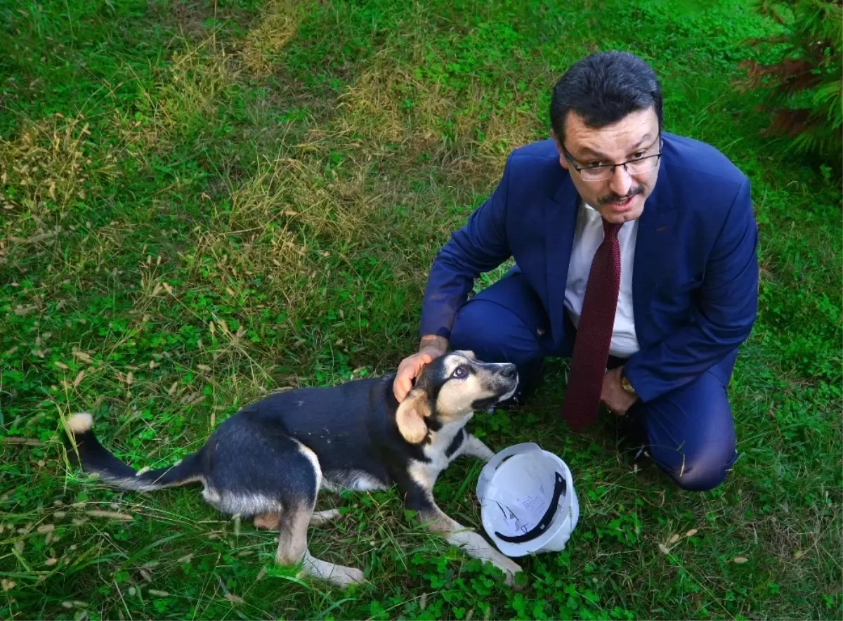 Sokak Hayvanları Sahipsiz Bırakılmıyor