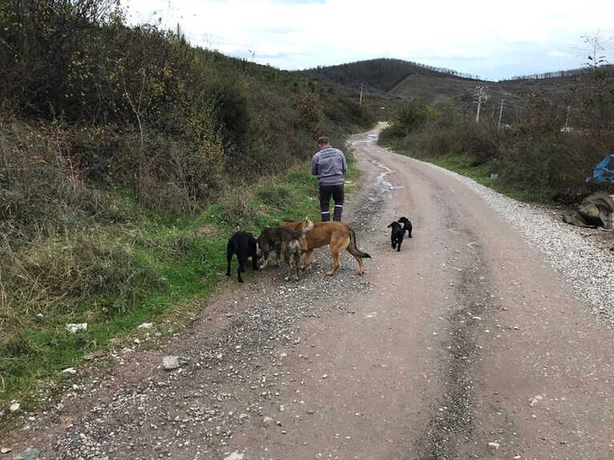 Sokak Hayvanlarına Yönelik Çalışmalar Yoğunlaştırıldı