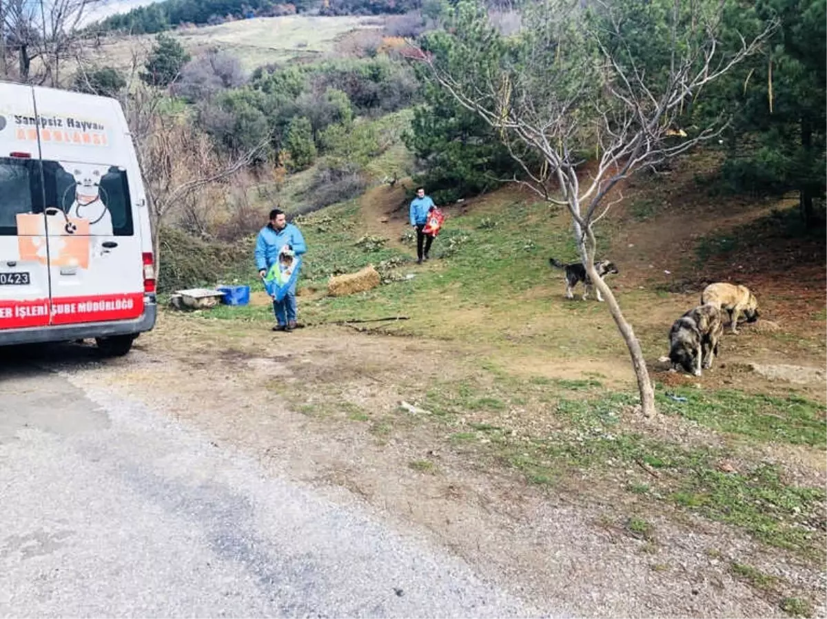 Spil\'de Yaban Hayvanları İçin Yem Bırakıldı