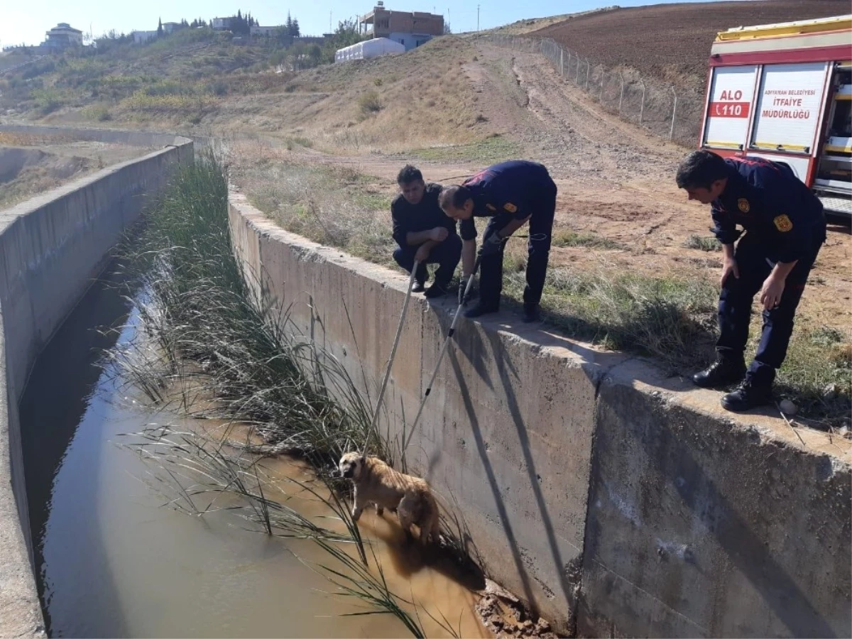 Su Kanalına Düşen Köpek Kurtarıldı