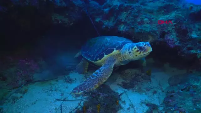 Caretta Caretta By Alp Baranok Sea Turtle Pictures Caretta Caretta Sea Turtle