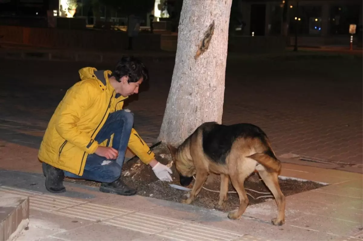 Gençler Sokak Hayvanlarına Düzenli Mama Dağıtıyor