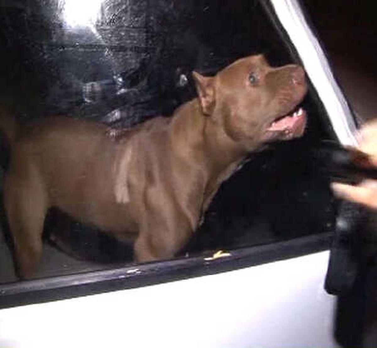 Pitbull Besleyene 6 Bin 306 Lira Ceza