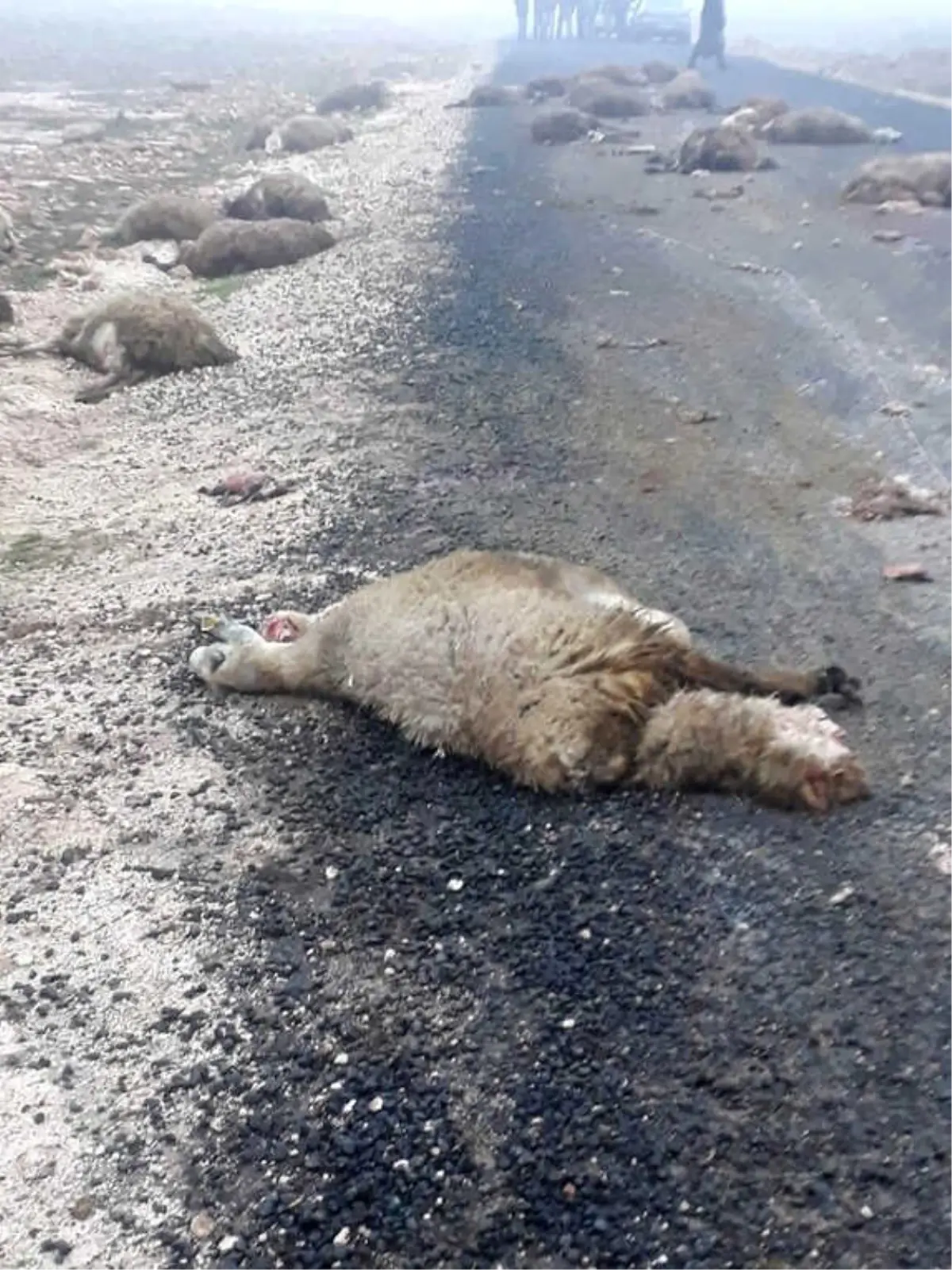 Şanlıurfa\'da Feci Kaza: 13 Öğretmen Yaralı