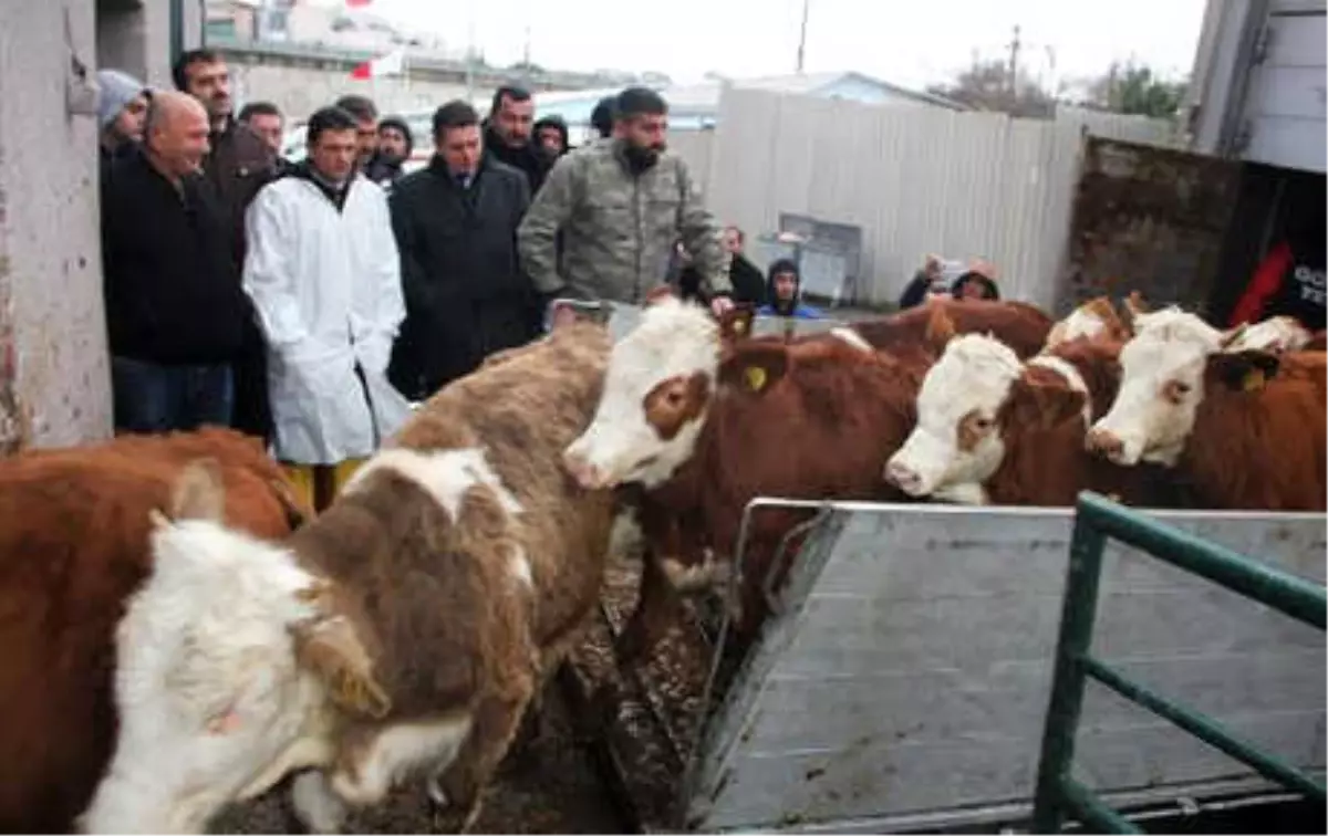 Yalova\'da Genç Çiftçilere Büyükbaş Dağıtımı Yapıldı