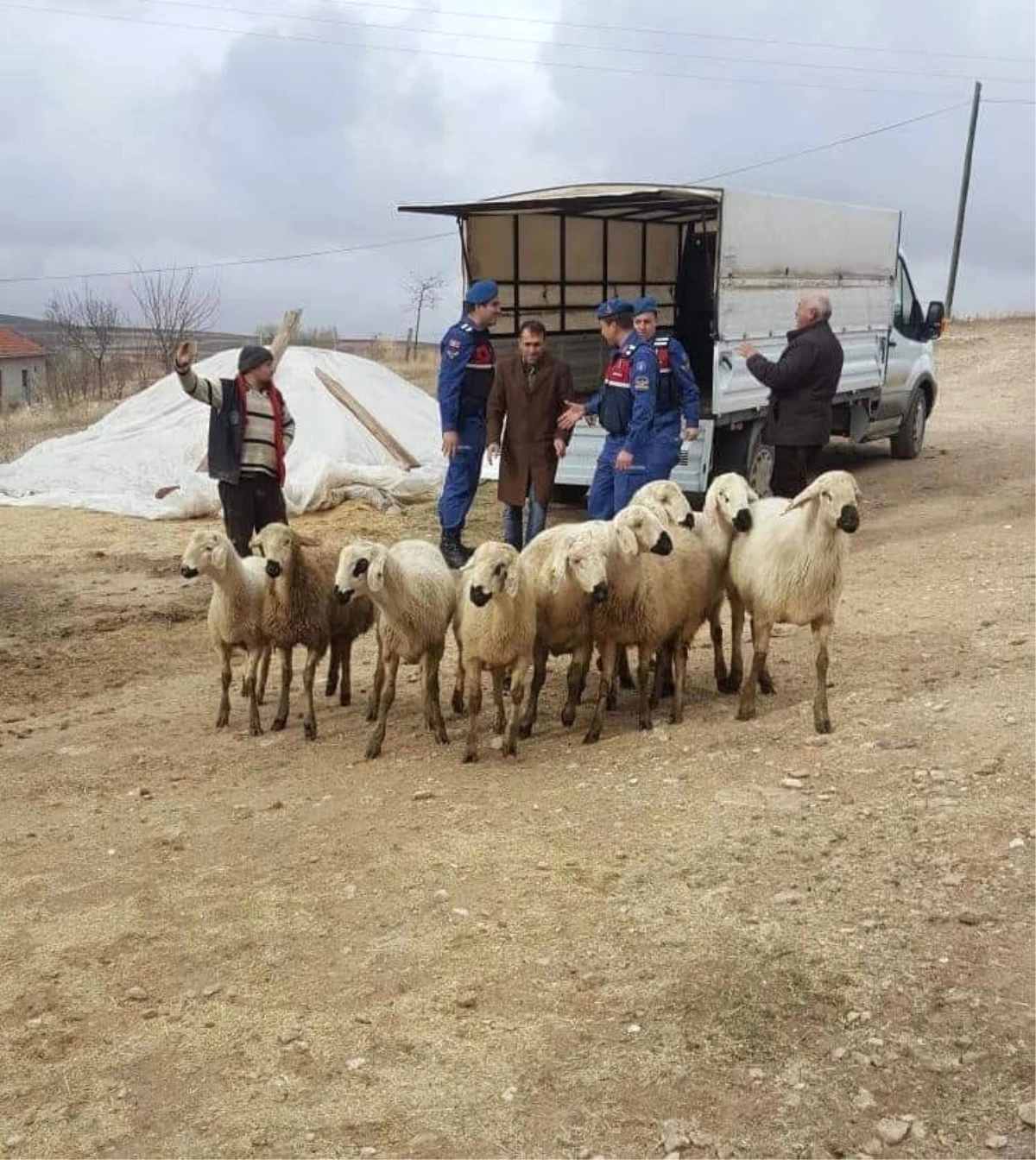 Yozgat\'ta Küçükbaş Hayvan Hırsızları Tutuklandı