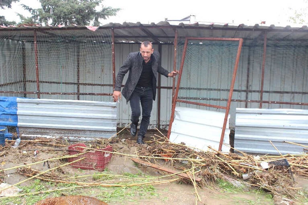Hatay\'da Sele Kapılan Hayvanlar Telef Oldu