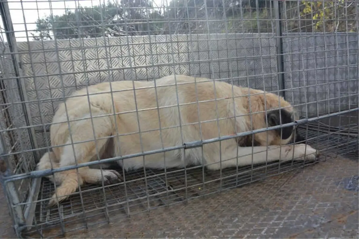 Ölmek Üzere Olan Köpeğe Şehzadeler Belediyesi Sahip Çıktı