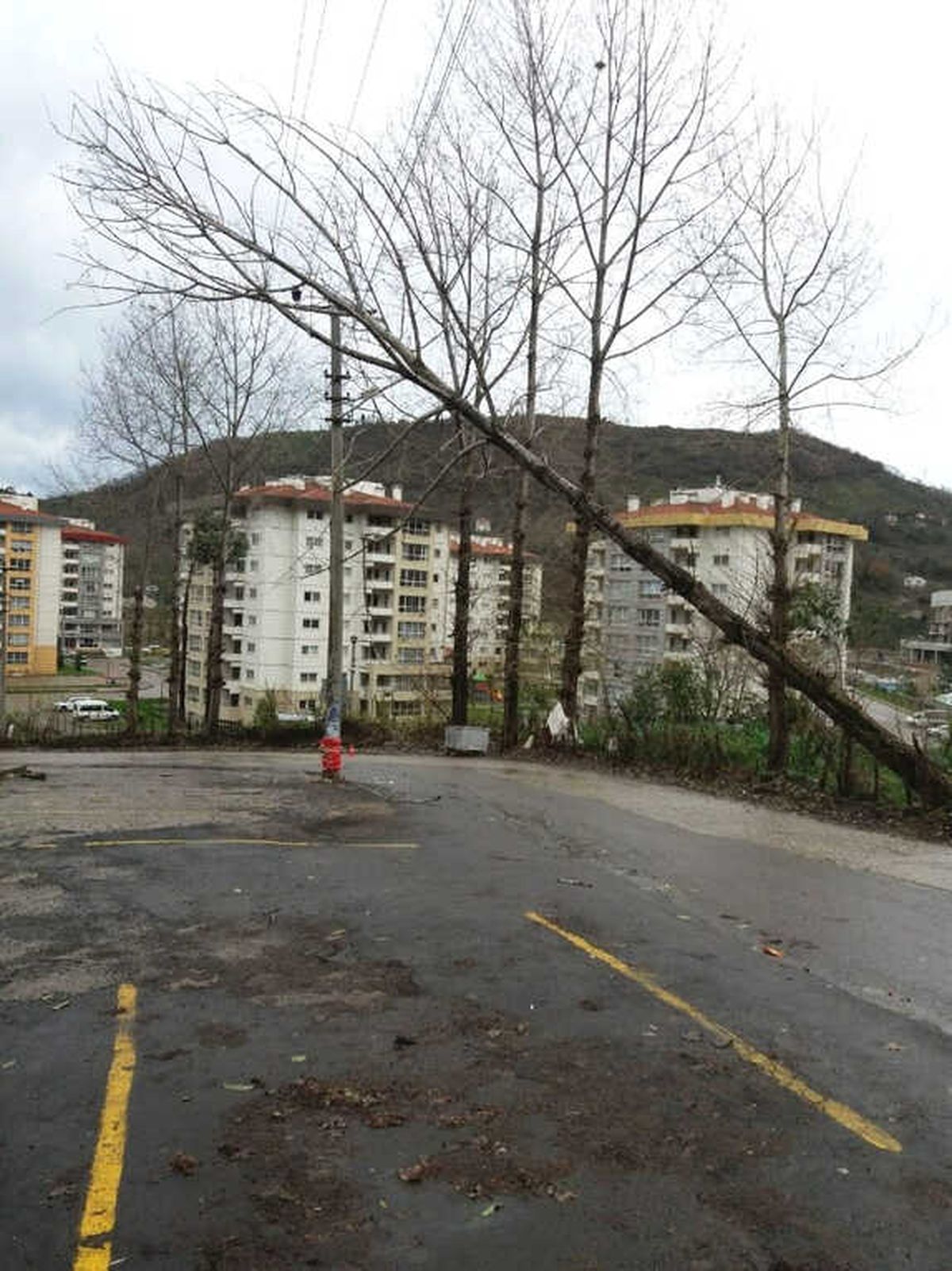 Rüzgara Dayanamayan Ağaç Elektrik Tellerine Dayandı