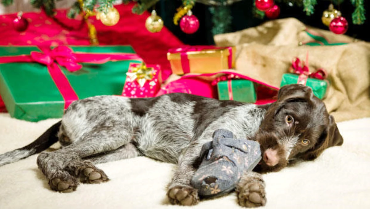 Almanya, Noel\'de Köpek Hediyesine Yasakladı