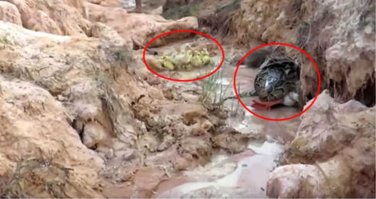 Anne Kaz, Yavruları İçin Kendisini Pitonun Önüne Attı