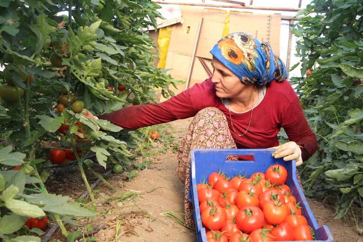 Antalya\'da Yılbaşı Öncesi Artan Ürün Fiyatları Üreticiyi Sevindirdi