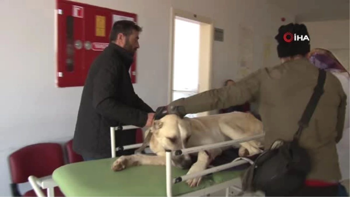 Belgemiz Var Avlanıyoruz" Dediler, Kangal Köpeği Vurarak Yürüyemez Hale Getirdiler