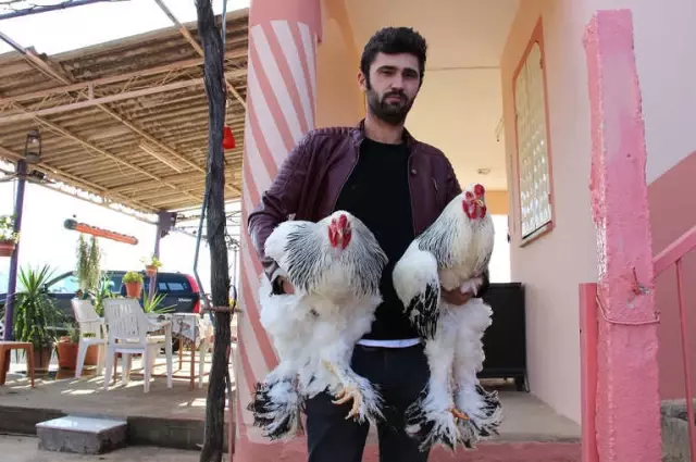 sus tavuguna merak salan genc yumurtanin tanesini 40 tl den satiyor son dakika