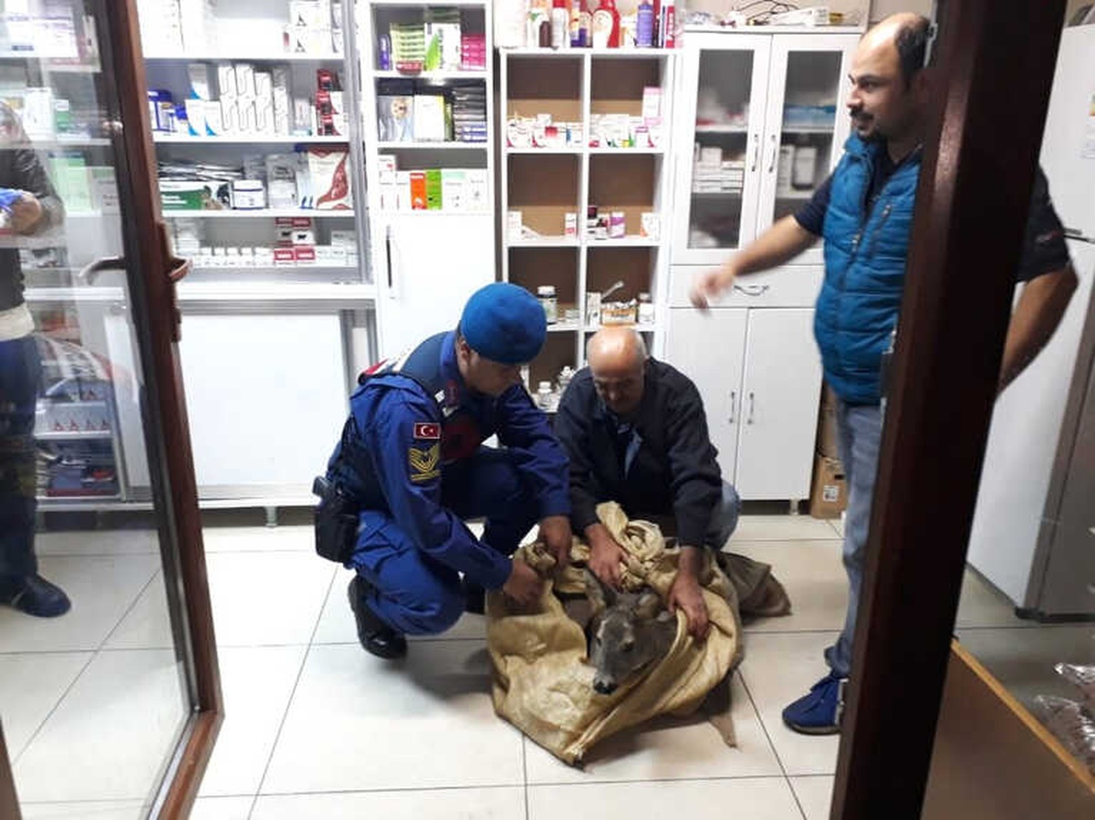 Yaralı Karaca Yavrusuna Jandarmadan Şefkat Eli