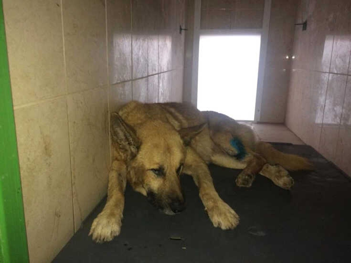 Yaralı Köpeğe İnegöl Belediyesi Sahip Çıktı