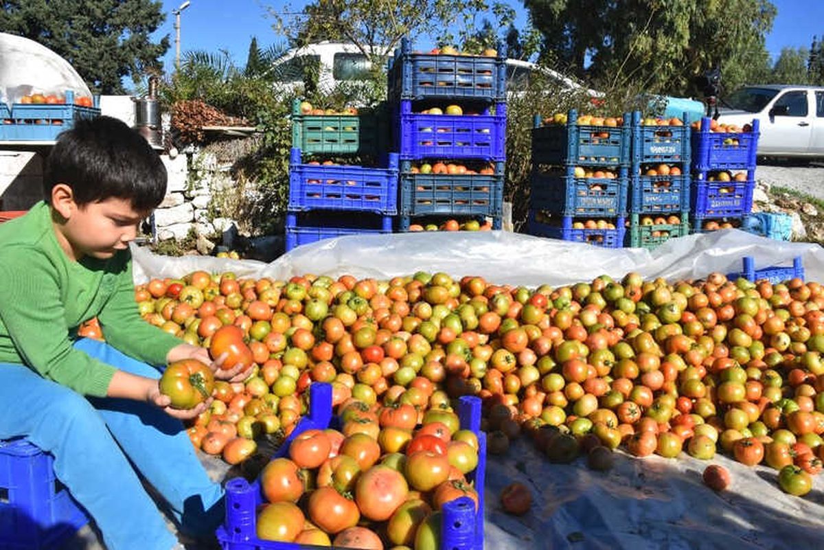 Datçalı Domates Üreticisinin Yüzü Güldü