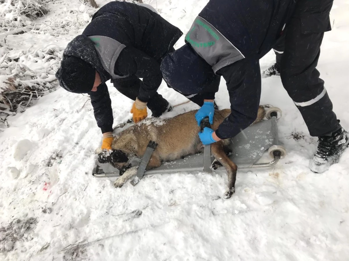 Donmak Üzere Olan Köpekler Kurtarıldı