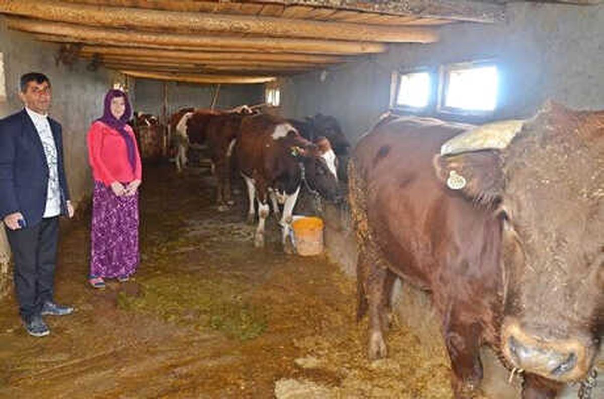 Genç Çiftçi\' Projesiyle Büyükbaş Hibe Edilen Feride, Kadınlara Örnek Olmak İstiyor